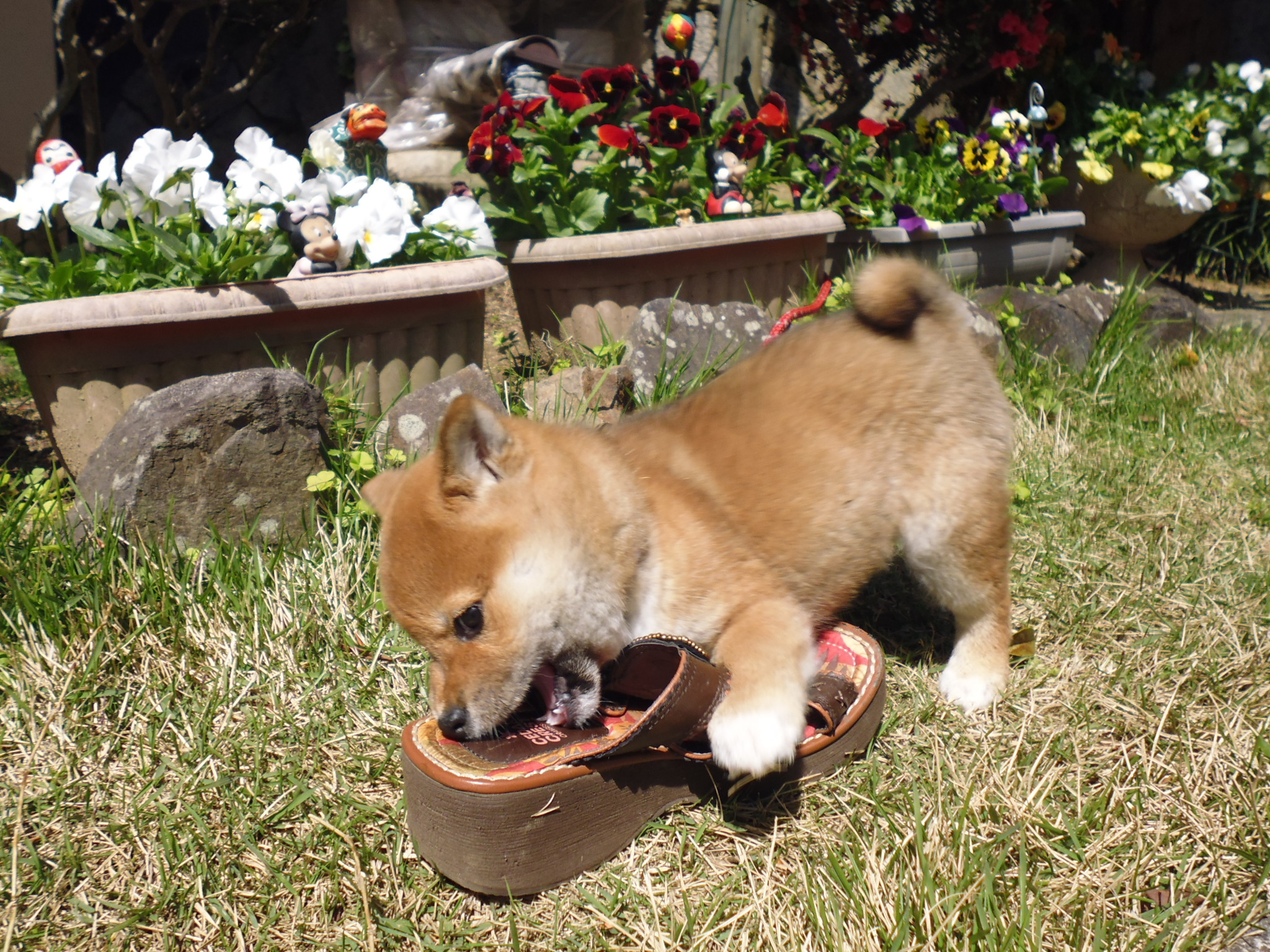 犬の甘噛みの理由とその対応 Mum Dog マムドッグ